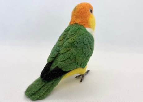 お客様専用約1/2サイズシロハラインコ&シモフリインコ