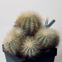 雷血丸 Copiapoa krainziana 実生 古株群生 半世紀以上の御神木