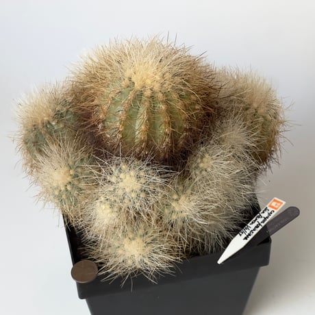 雷血丸 Copiapoa krainziana 実生 古株群生 半世紀以上の御神木