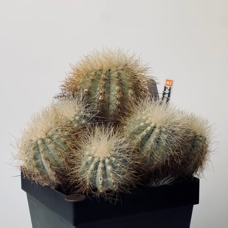 雷血丸 Copiapoa krainziana 実生 古株群生 半世紀以上の御神木