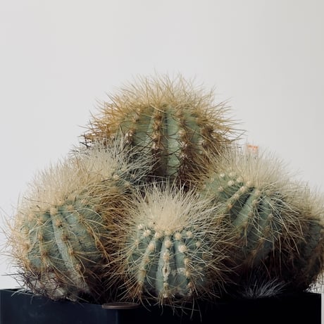 雷血丸 Copiapoa krainziana 実生 古株群生 半世紀以上の御神木
