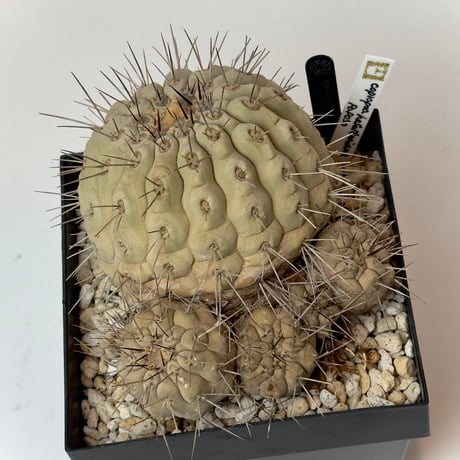 CATEGORY Cactus | COOLCACTUS⁎