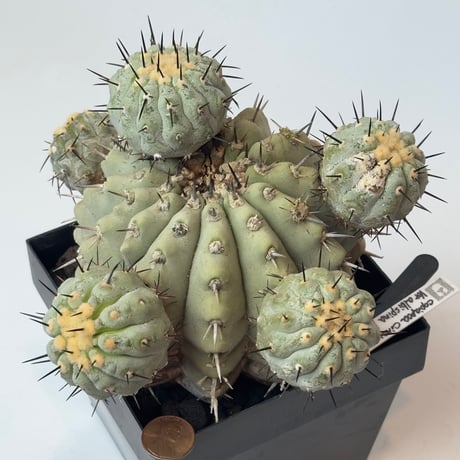 copiapoa | STORES