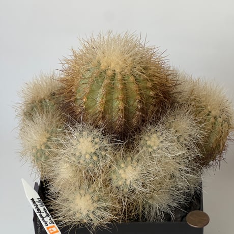 雷血丸 Copiapoa krainziana 実生 古株群生 半世紀以上の御神木