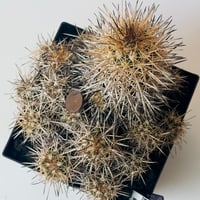 Copiapoa megarhiza f. borealis　コピアポア メガリザ   古株群生