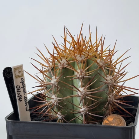CATEGORY Cactus | COOLCACTUS⁎