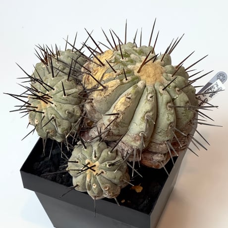 稀代のカクタスマンの実生 copiapoa cinerea 黒王丸 30-year-old s