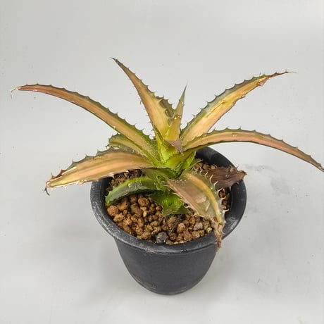 Orthophytum Iron ore × (Iron ore × (Brittle Star × saxicola))