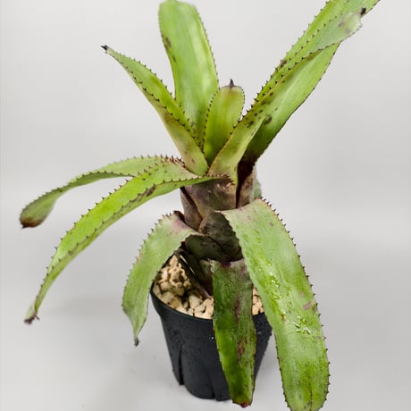 Canistrum fosterianum (Aus.)