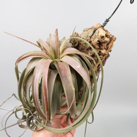 Tillandsia 'Love Knot'