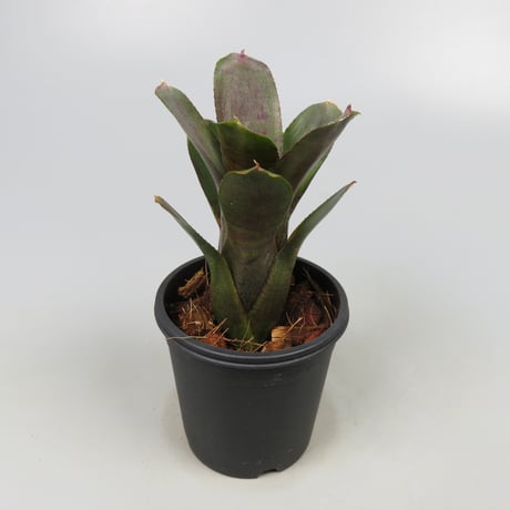 Neoregelia punctatissima rubra WBC BSI ex SN