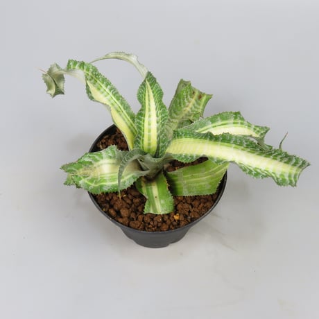 Cryptanthus 'Dennis Cathcart' Bromeliad Cultivar Register (1471)