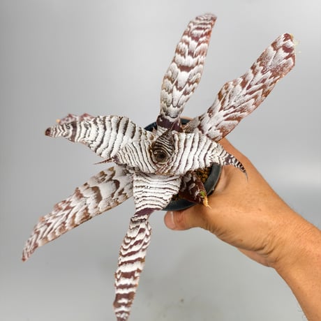 Cryptanthus 'Absolute Zero' Bromeliad Cultivar Register (1226)
