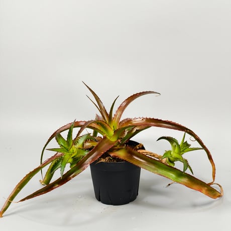 Orthophytum glabrum