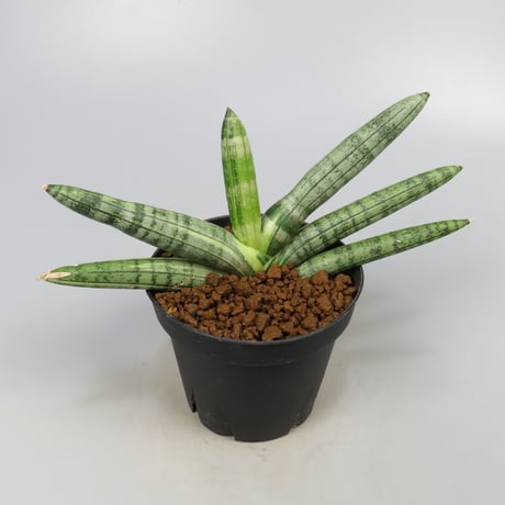 Sansevieria boncel variegated from Yoky plant