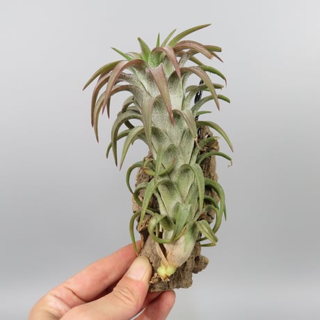 Tillandsia ionantha var. vanhyningii 'Red Dragon'