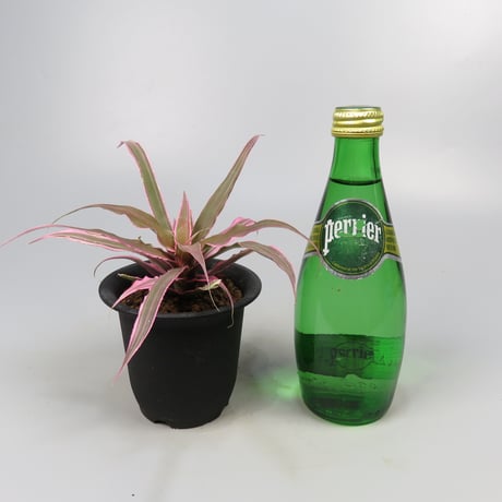 Cryptanthus 'Marian Oppenheimer' Bromeliad Cultivar Register (1823)