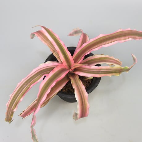 Cryptanthus 'Pink Starlight' Bromeliad Cultivar Register (1963)