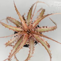 Encholirium nibertii × Ono Clone shidoku-plants-kuruu 2024 Self Seedling