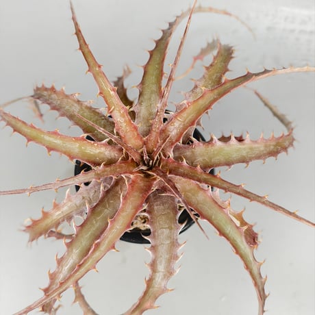 dyckia | STORES