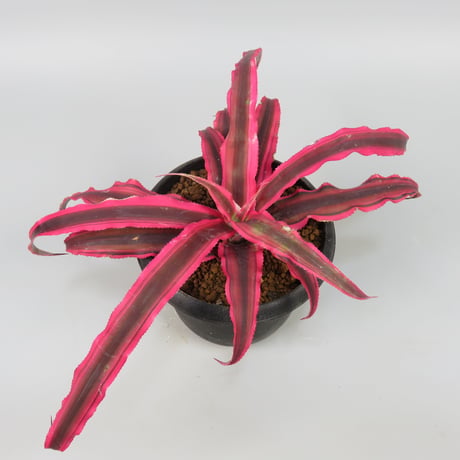 Cryptanthus bivittatus 'Power Pink' ex WICHA