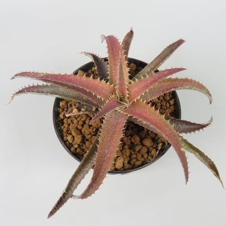 Orthophytum (Iron Ore x (Brittle Star x saxicola))