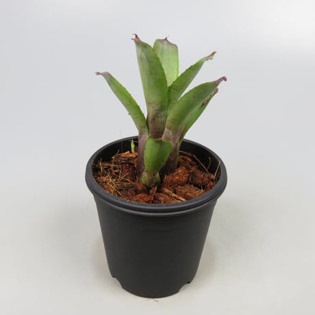Neoregelia dungsiana TF4479 (Rio de Janeiro, Brazil)