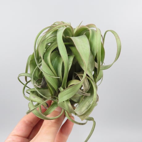 Tillandsia 'Eric Knobloch'