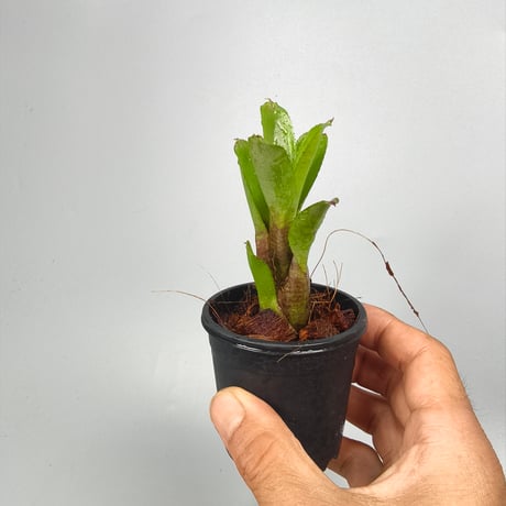 Neoregelia dunensis 'TE479' (Rio de Janeiro Brazil) ex SN