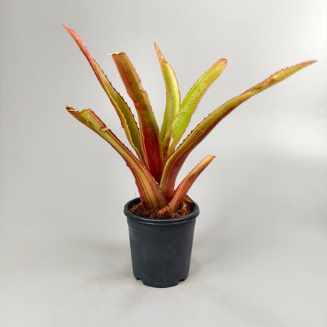 Aechmea L'Arc~en~Ciel Bromeliad Cultivar Register (13206)