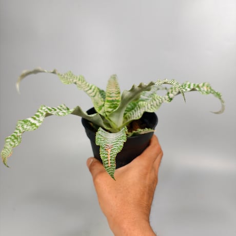 Cryptanthus 'Ocean Mist' Bromeliad Cultivar Register (1910)