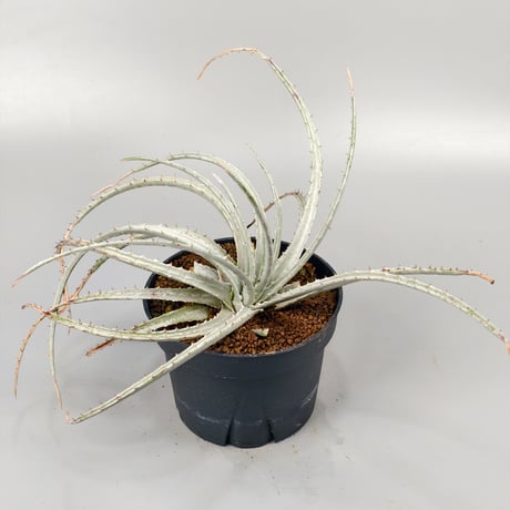 Hechtia sp. Barranca de Toliman ex Andy Siekkinen