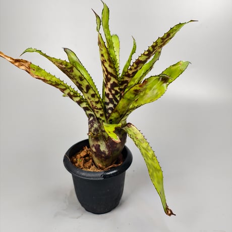 Aechmea orlandiana from seed