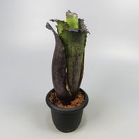 Hohenbergia Special Spine