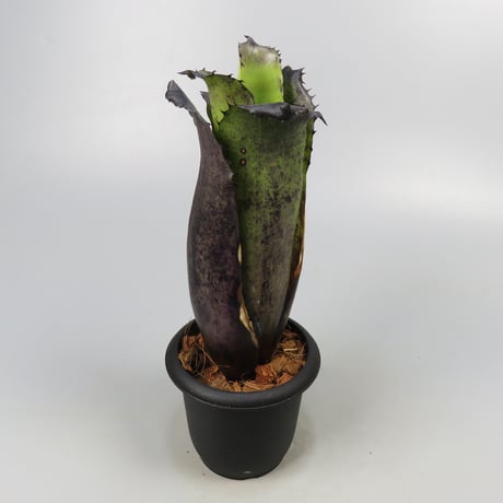 Hohenbergia Special Spine