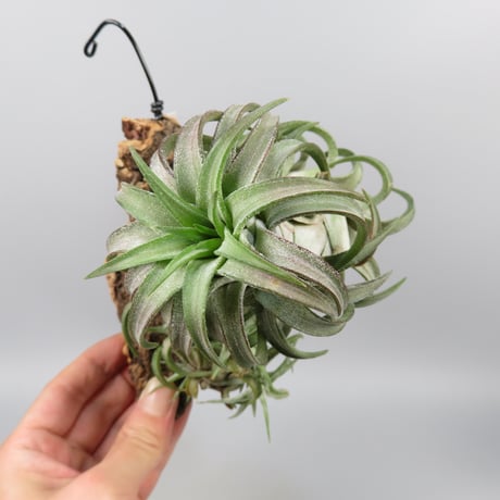 Tillandsia ionantha var. vanhyningii 'Jumbo'