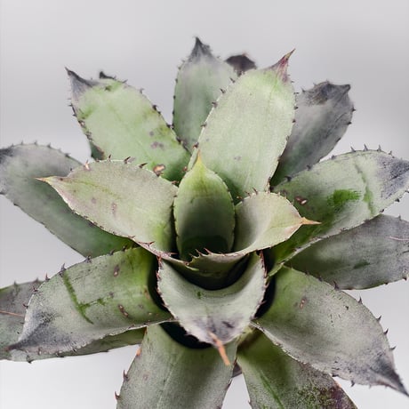 Hohenbergia Black Rose