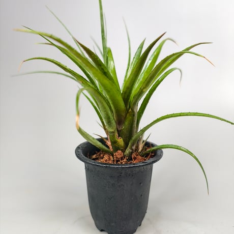 Aechmea recurvata var. benrathii stoloniferus ex SN