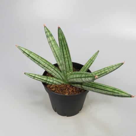 Sansevieria Fatman