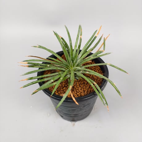Dyckia cf. choristaminea EL4146 SEL07-0348