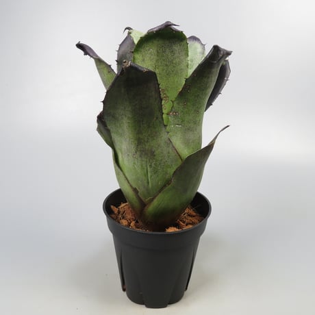 Hohenbergia leopoldo-horstii Black form