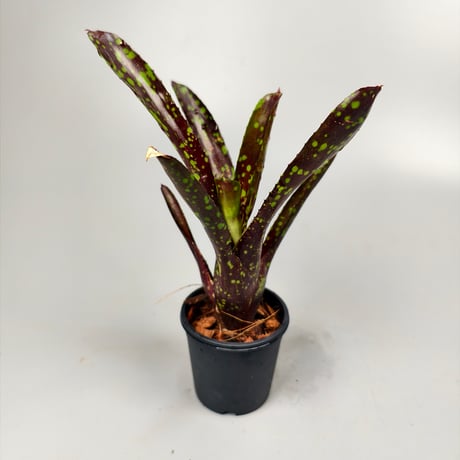 Neoregelia Domino Bromeliad Cultivar Register (3978)
