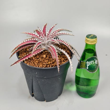Dyckia Uncle Ray  Bill Baker hybrid