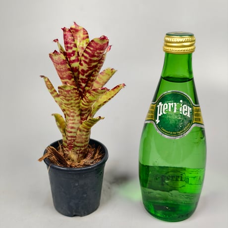 Neoregelia (lilliputiana x BAM) x (lilliputiana x punctatissima)