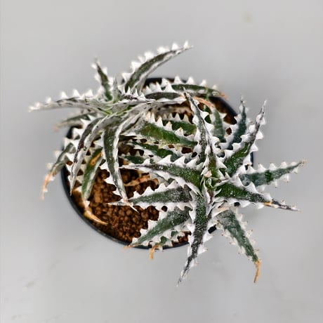 Dyckia Otto-ZL004 Otto Bromeliad Hybrid