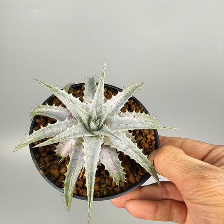 xDychorium Dyckia braunii x Encholirium agavoides Hybrid Brazil
