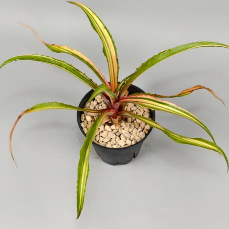 Aechmea magdalenae 'Quadricolor'