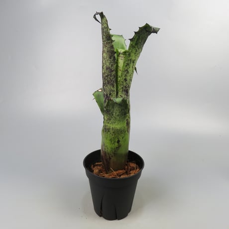 Hohenbergia magnispina ex Hermann Prinsler