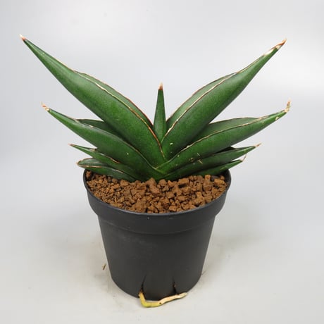 Sansevieria Sawasdee
