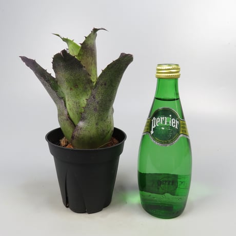 Hohenbergia leopoldo-horstii Black form